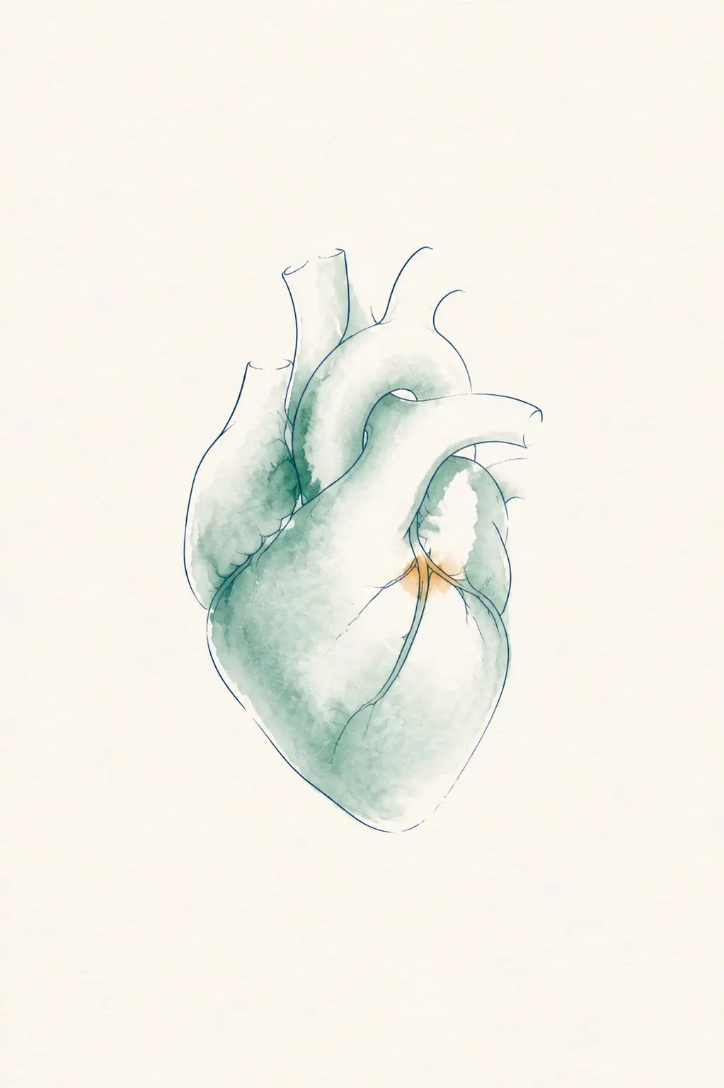Watercolor illustration of a human heart, representing metabolic and cardiovascular health