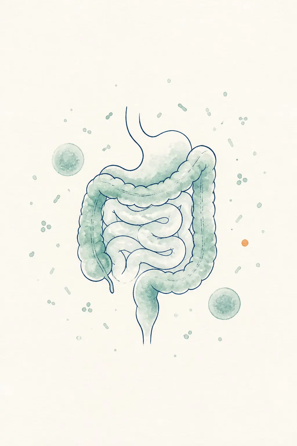 Watercolor illustration of the intestines and gut microbiome, representing gut and immune health
