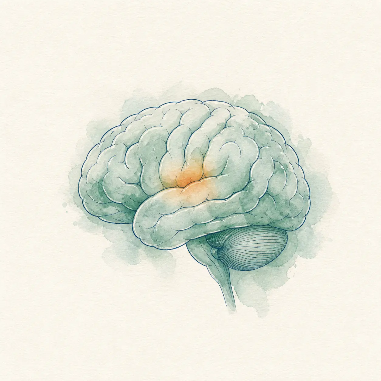 Watercolor illustration of the human brain, representing the physiology beneath mood and sleep