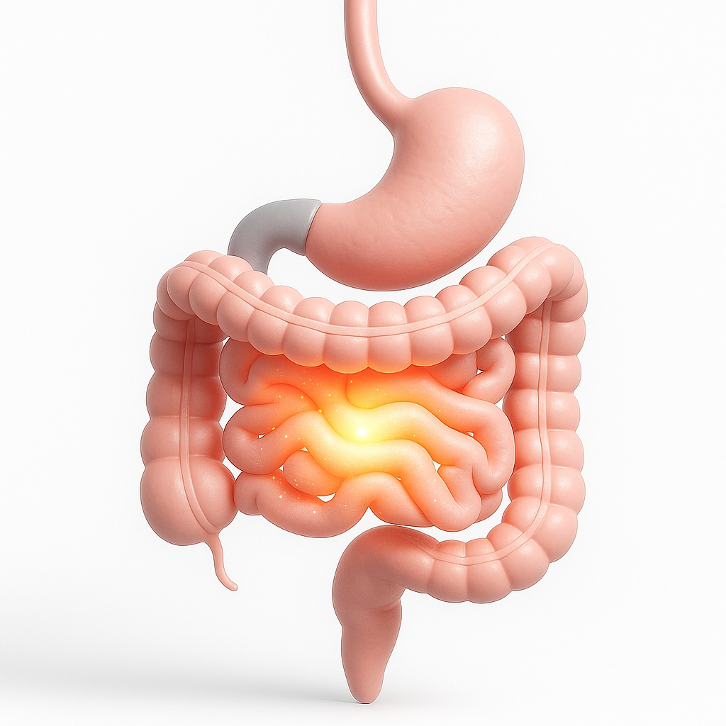 Clean 3D medical illustration of the digestive tract with glowing intestines, symbolizing healthy gut function and GI disorder treatment.